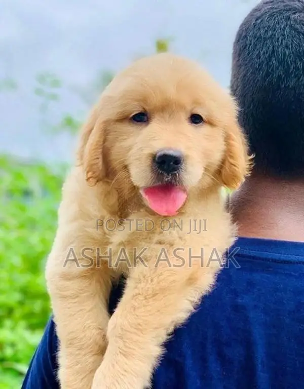 Golden Retriever Puppy