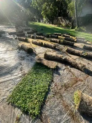 Malaysian Grass