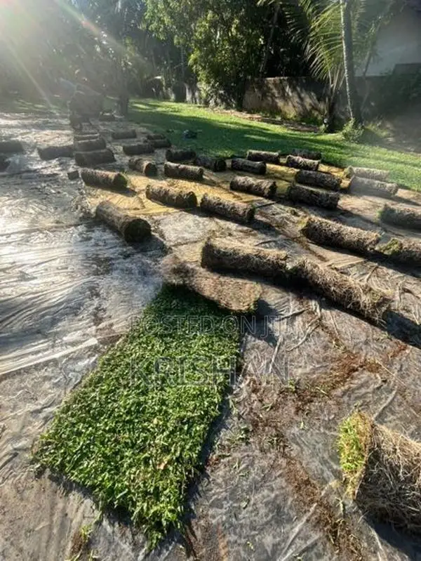 Malaysian Grass