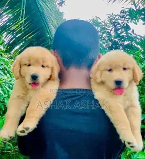 Golden Retriever Puppy
