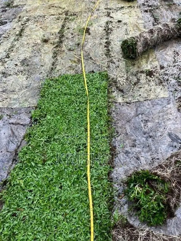 Malaysian Grass