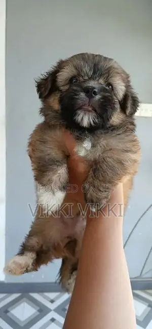 Sitzhu male puppys