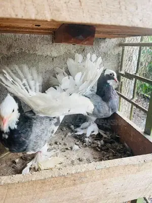Pigeon