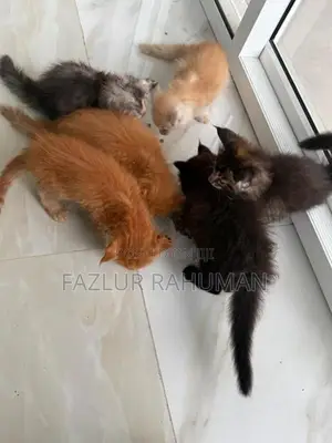 Mainecoon Cats