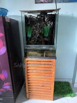 Paludarium setup