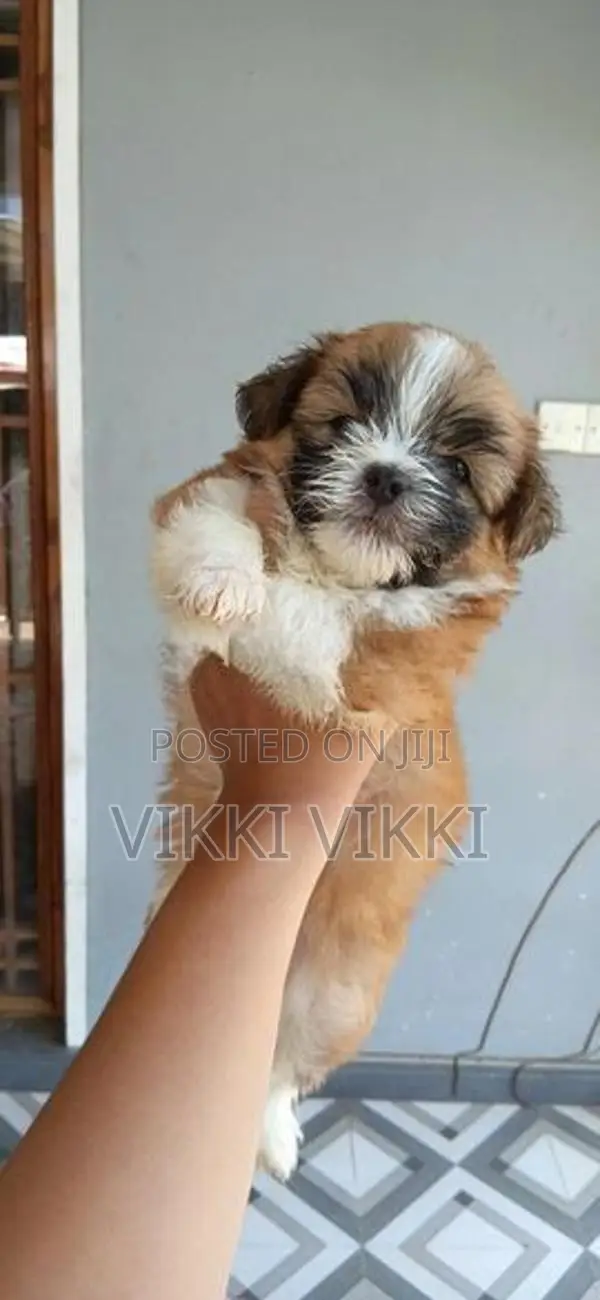 Sitzhu male puppys