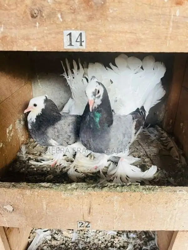 Pigeon