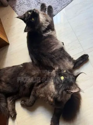 Mainecoon Cats