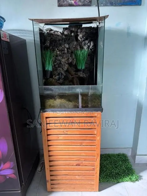 Paludarium setup