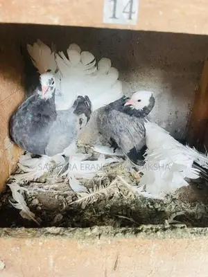 Pigeon