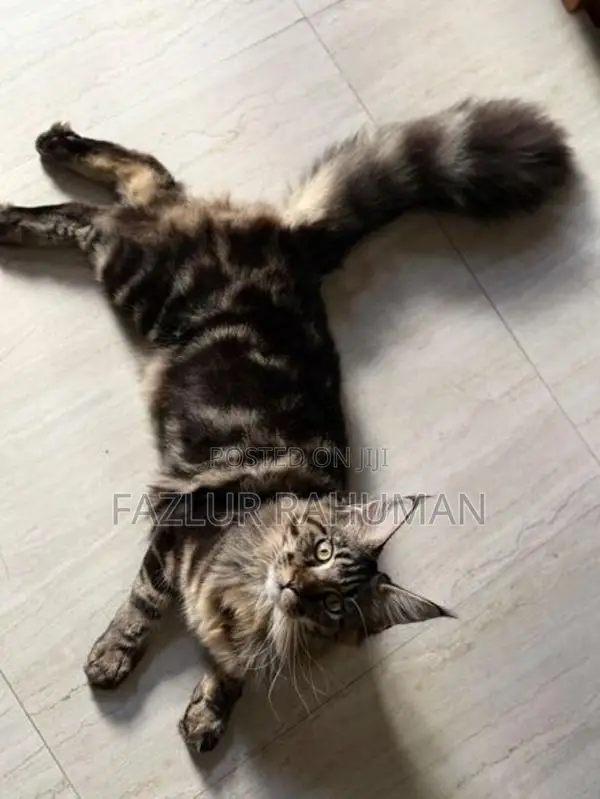 Mainecoon Cats