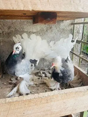 Pigeon