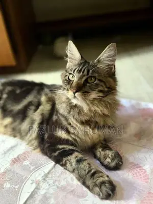 Mainecoon Cats