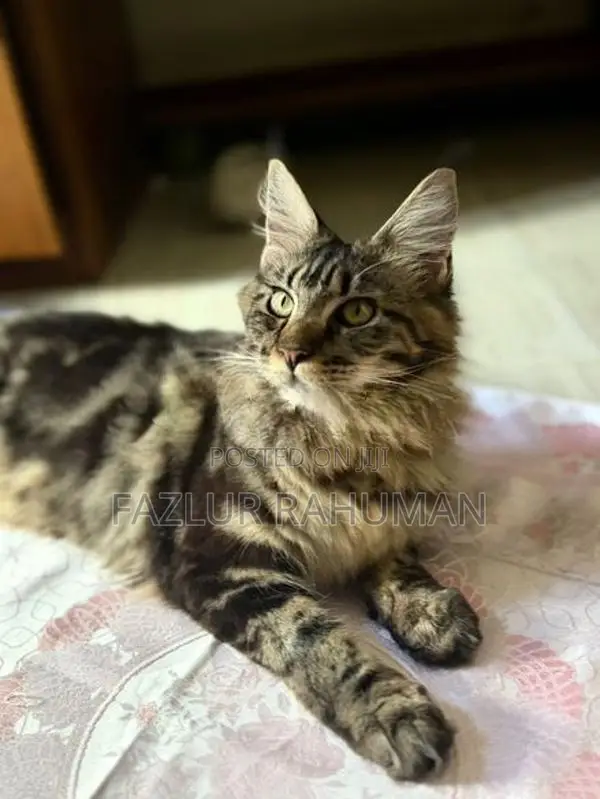 Mainecoon Cats