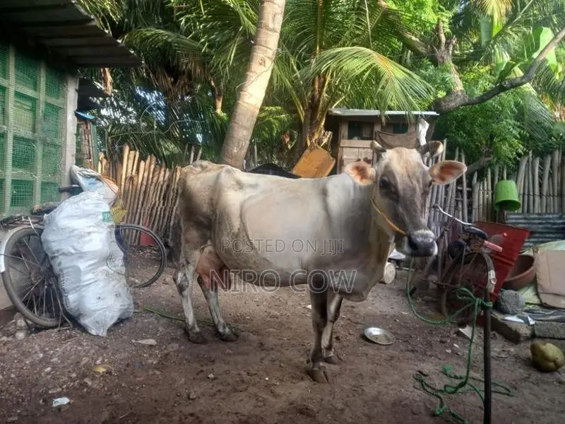Farm Cow