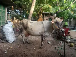 Farm Cow