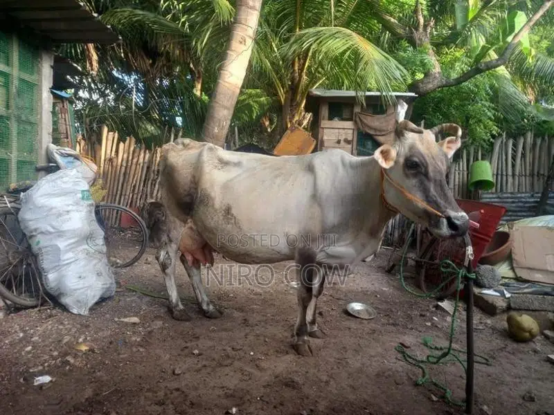 Farm Cow