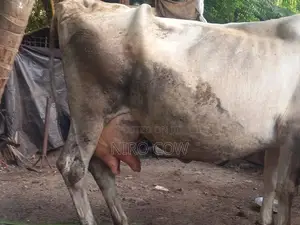 Farm Cow