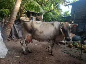 Farm Cow
