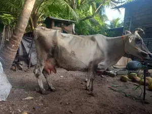 Farm Cow