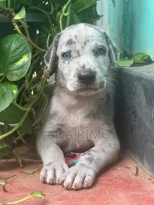 Great Dane Puppies