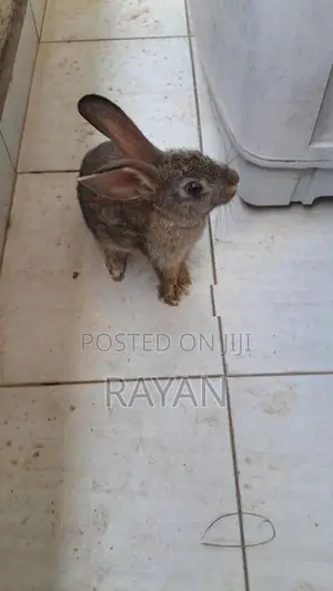 Rabbits
