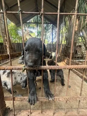 Great Dane Puppies