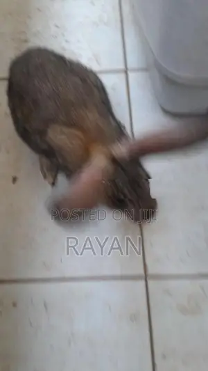 Rabbits