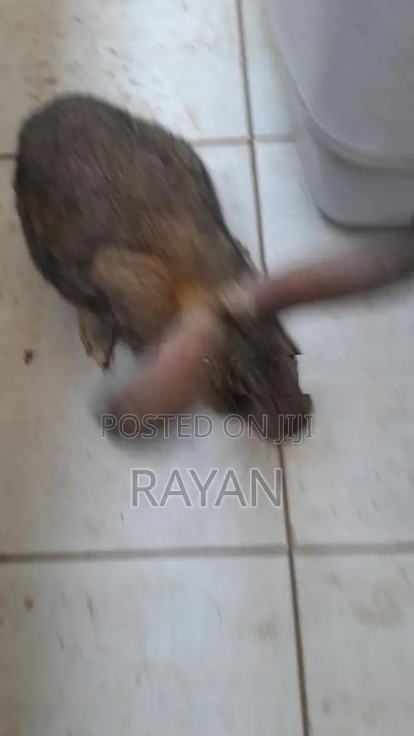 Rabbits