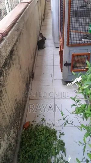 Rabbits