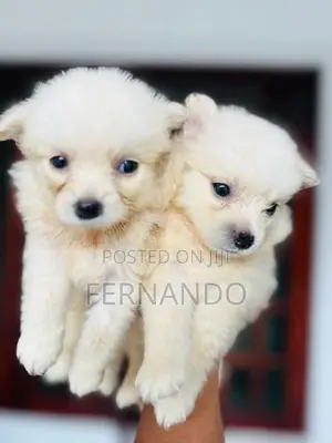 Lion Pomanerian Puppies