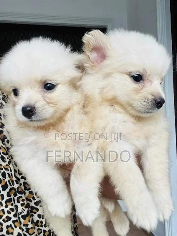Lion Pomanerian Puppies