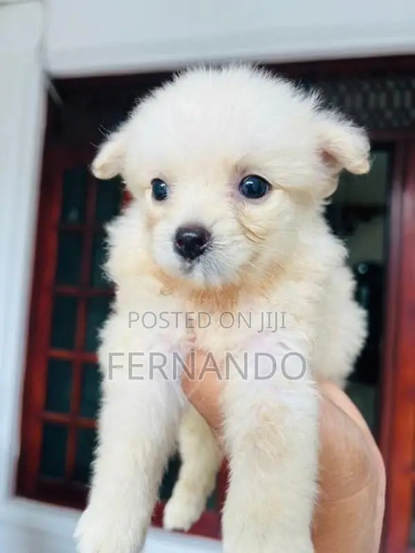 Lion Pomanerian Puppies