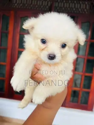 Lion Pomanerian Puppies