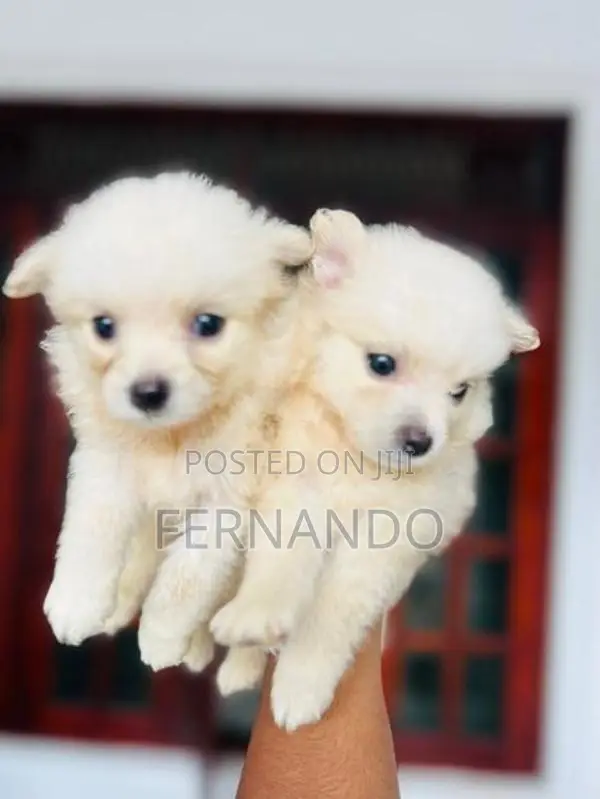 Lion Pomanerian Puppies