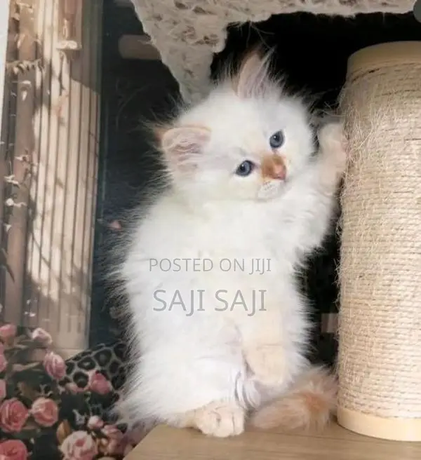 Persian Cat