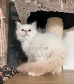 Persian Cat
