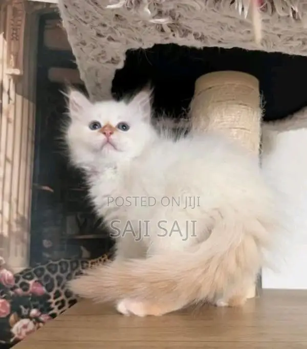 Persian Cat