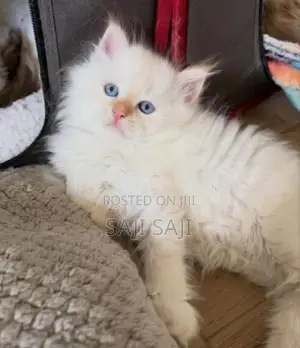 Persian Cat
