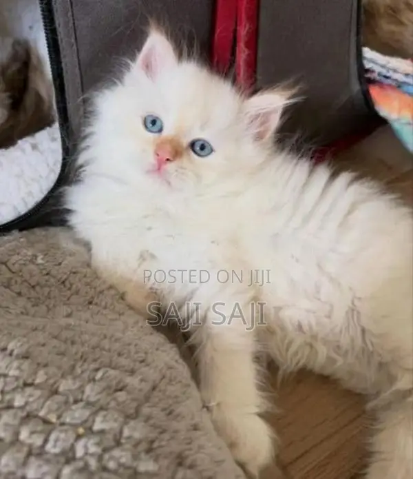 Persian Cat
