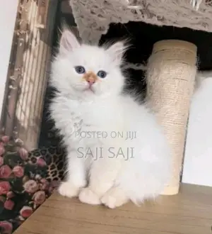 Persian Cat