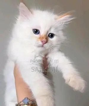 Persian Cat