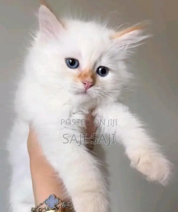Persian Cat