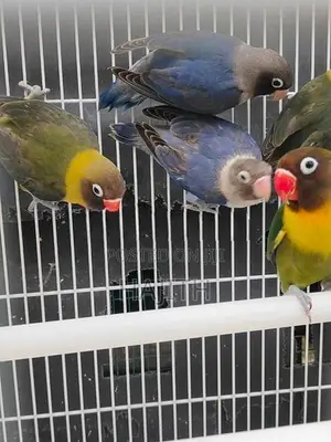 African Love Birds