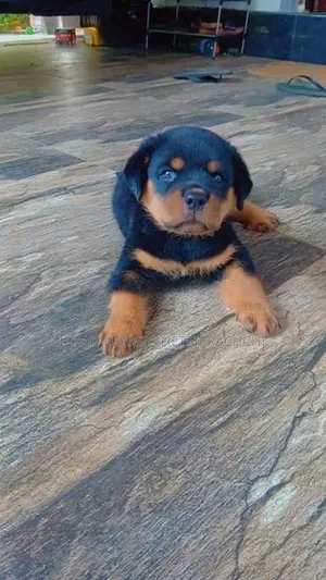 Rottweiler Puppies