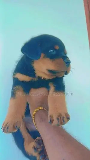 Rottweiler Puppies
