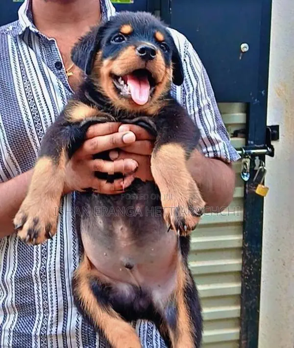 Rottweiler Puppies