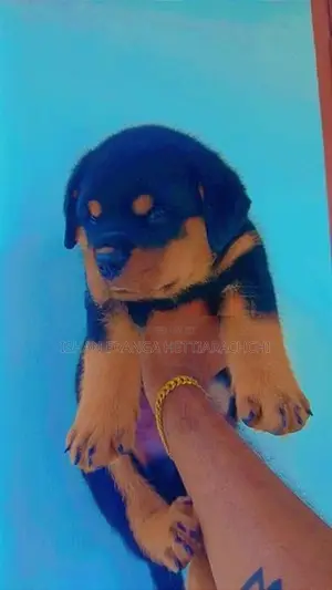 Rottweiler Puppies