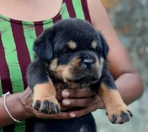 Rottweiler Male Puppy