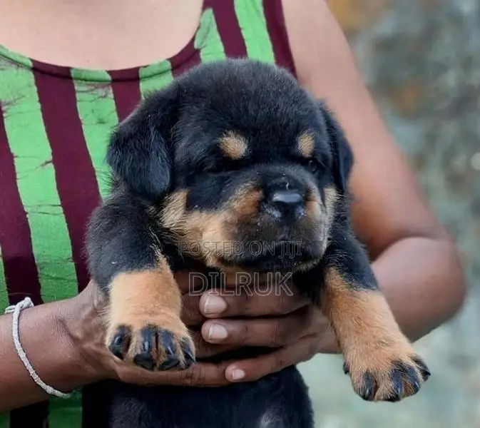 Rottweiler Male Puppy